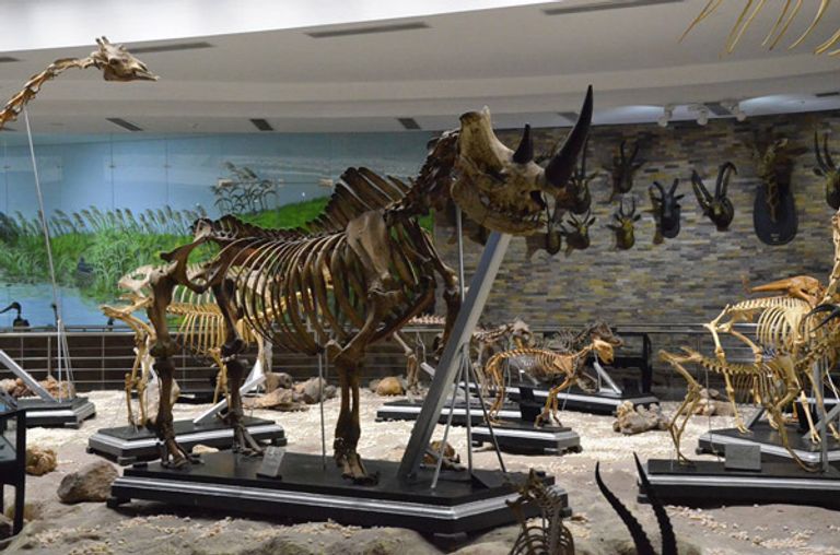 هياكل لحيوانات نادرة ومنقرضة في المتحف الحيواني بحديقة حيوان الجيزة