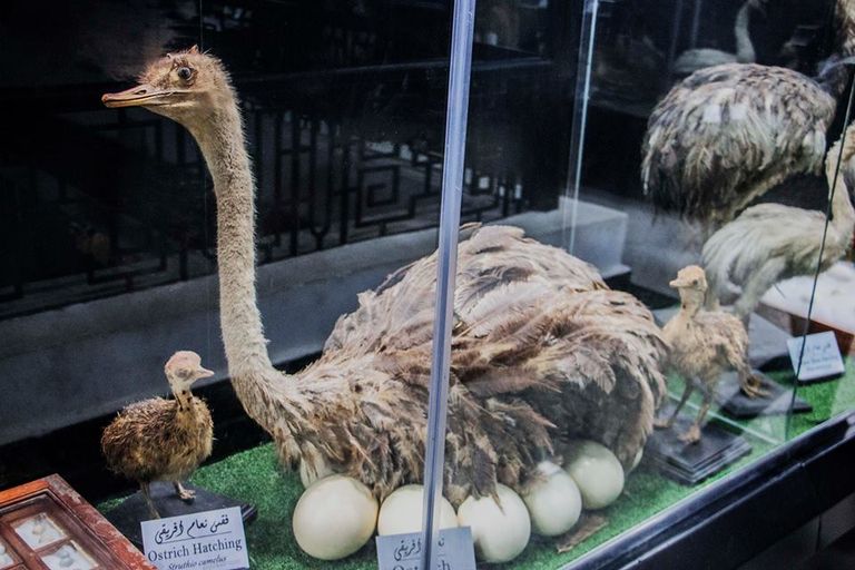 هياكل لحيوانات نادرة ومنقرضة في المتحف الحيواني بحديقة حيوان الجيزة