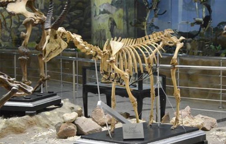 هياكل لحيوانات نادرة ومنقرضة في المتحف الحيواني بحديقة حيوان الجيزة