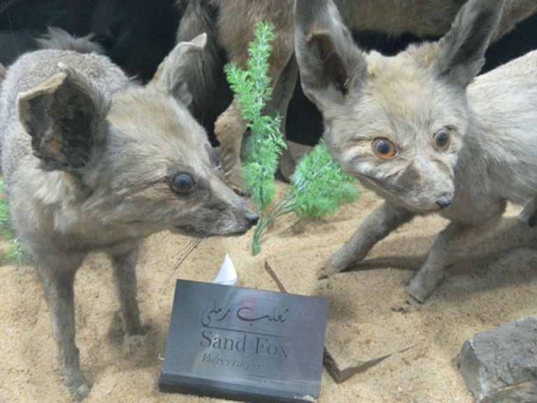 هياكل لحيوانات نادرة ومنقرضة في المتحف الحيواني بحديقة حيوان الجيزة