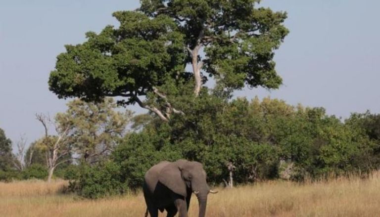 فيل في غابات بوتسوانا - أرشيفية