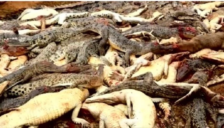 ذبح 300 تمساح في إندونيسيا بهجوم انتقامي