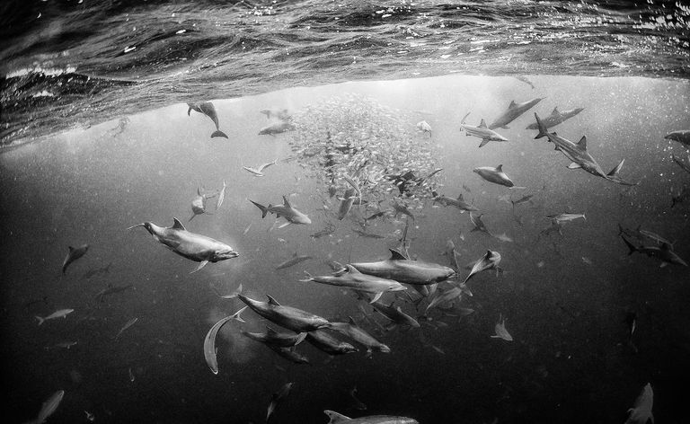 عالم من الجمال تحت الماء بعيون المكسيكي أنور فلوريك