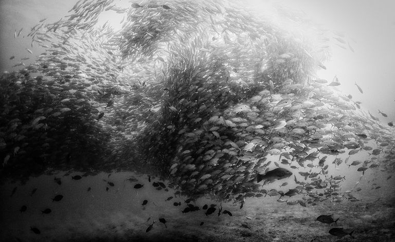 عالم من الجمال تحت الماء بعيون المكسيكي أنور فلوريك