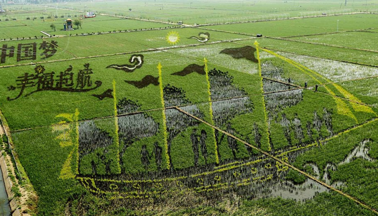 عمل فني في حقول الأرز الصينية