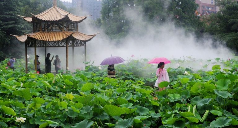 المهرجان يحتفي بزهرة اللوتس وزنابق الماء