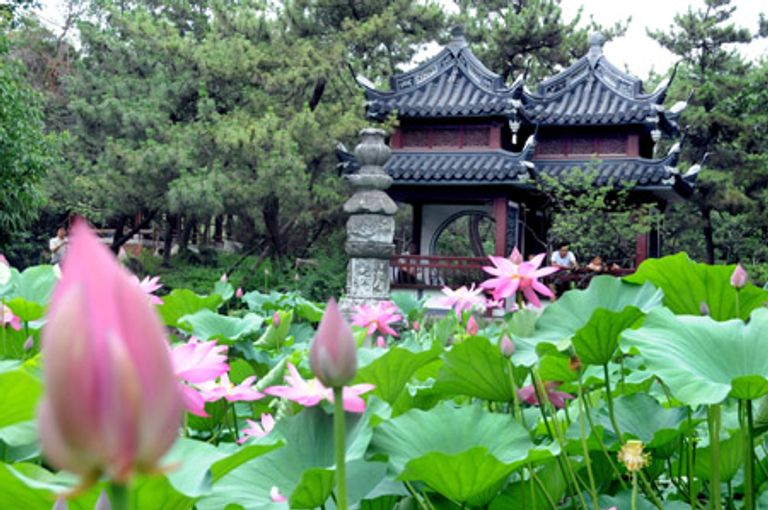 المهرجان يحتفي بزهرة اللوتس وزنابق الماء