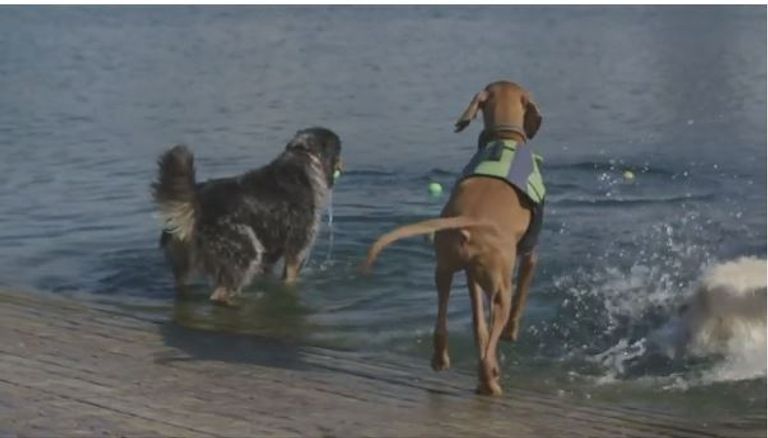 مهرجان سباحة للكلاب في بريطانيا لمواجهة حر الصيف