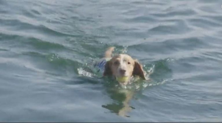 مهرجان سباحة للكلاب في بريطانيا لمواجهة حر الصيف