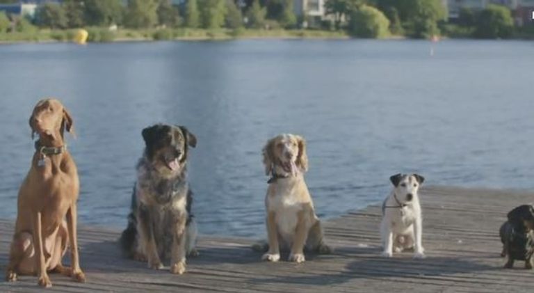 مهرجان سباحة للكلاب في بريطانيا لمواجهة حر الصيف