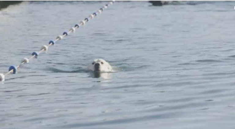 مهرجان سباحة للكلاب في بريطانيا لمواجهة حر الصيف
