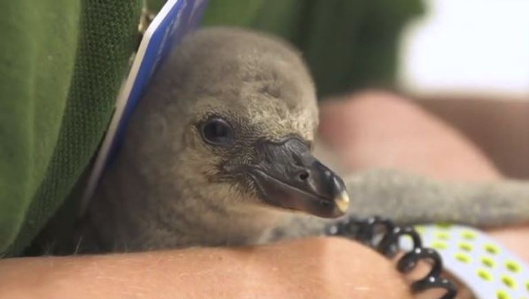 إنقاذ فرخ بطريق انكسرت بيضته قبل الأوان في حديقة لندن