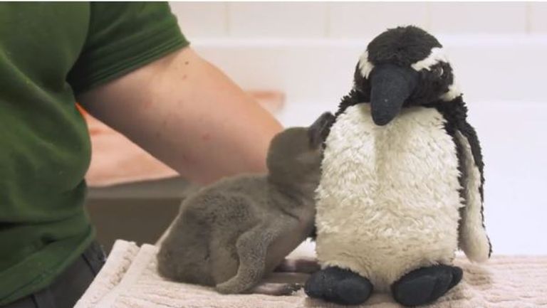 إنقاذ فرخ بطريق انكسرت بيضته قبل الأوان في حديقة لندن