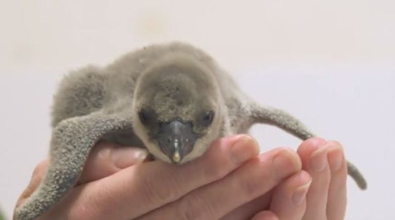 إنقاذ فرخ بطريق انكسرت بيضته قبل الأوان في حديقة لندن