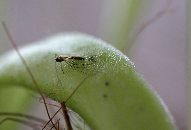 معرض في كولومبيا يسلط الضوء على النباتات آكلة اللحوم