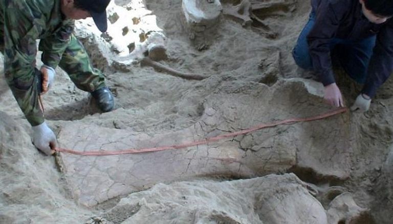 حفرية ديناصور "لينغوولونغ شينكي"