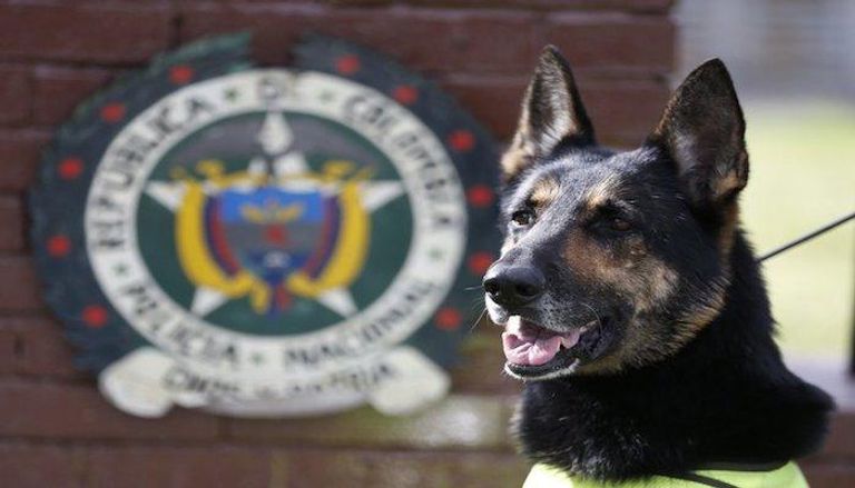 كلبة الشرطة "سومبرا" أو "الشبح"