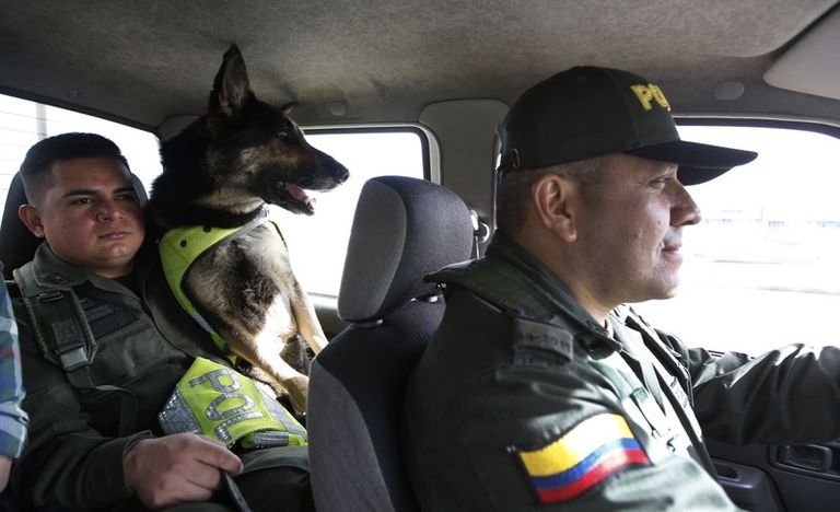 كلبة الشرطة "سومبرا" أو "الشبح"