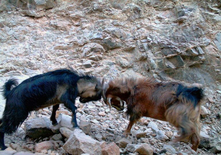 محمية وادي الوريعة بالفجيرة