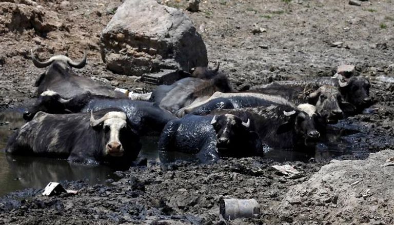 الثروة الحيوانية في العراق تواجه أزمة جديدة 