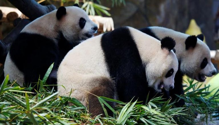 توائم الباندا العملاقة الوحيدة تحتفل بعيد ميلادها الرابع بالصين