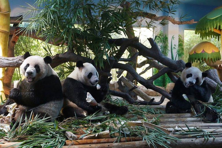 توائم الباندا العملاقة الوحيدة تحتفل بعيد ميلادها الرابع بالصين