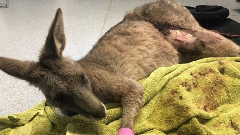 الكنغر "نورمان بيتس" المنزل الذي هرب منه الكنغر