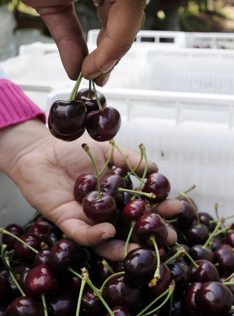 الكرز.. القوة المضادة للأكسدة