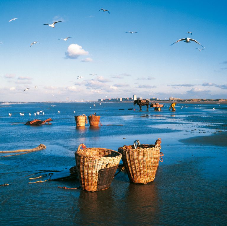 صيد الروبيان في بلجيكا يواجه خطر الاندثار