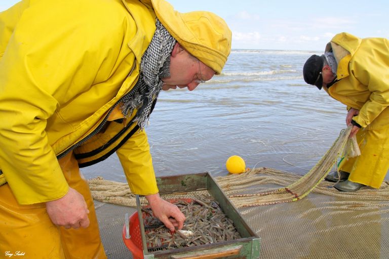 صيد الروبيان في بلجيكا يواجه خطر الاندثار