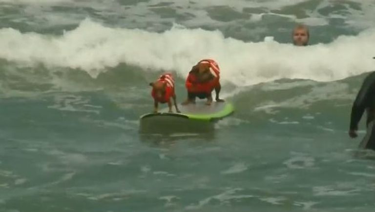 مسابقة لركوب الأمواج للكلاب في كاليفورنيا