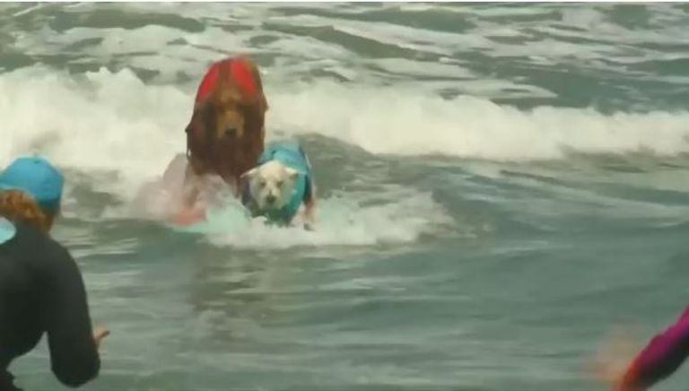 مسابقة لركوب الأمواج للكلاب في كاليفورنيا