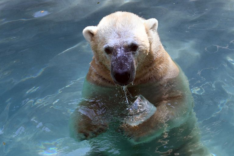 الدب القطبي مع قطعة الثلج لتبريد الحوض هكذا تواجه الحيوانات ارتفاع درجات الحرارة حول أنحاء العالم