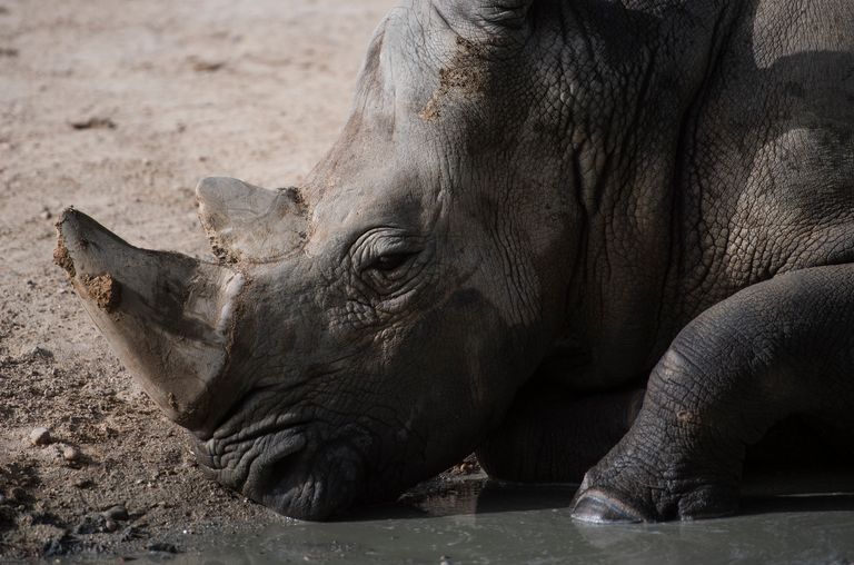 وحيد القرن يعاني من ارتفاع درجات الحرارة هكذا تواجه الحيوانات ارتفاع درجات الحرارة حول أنحاء العالم