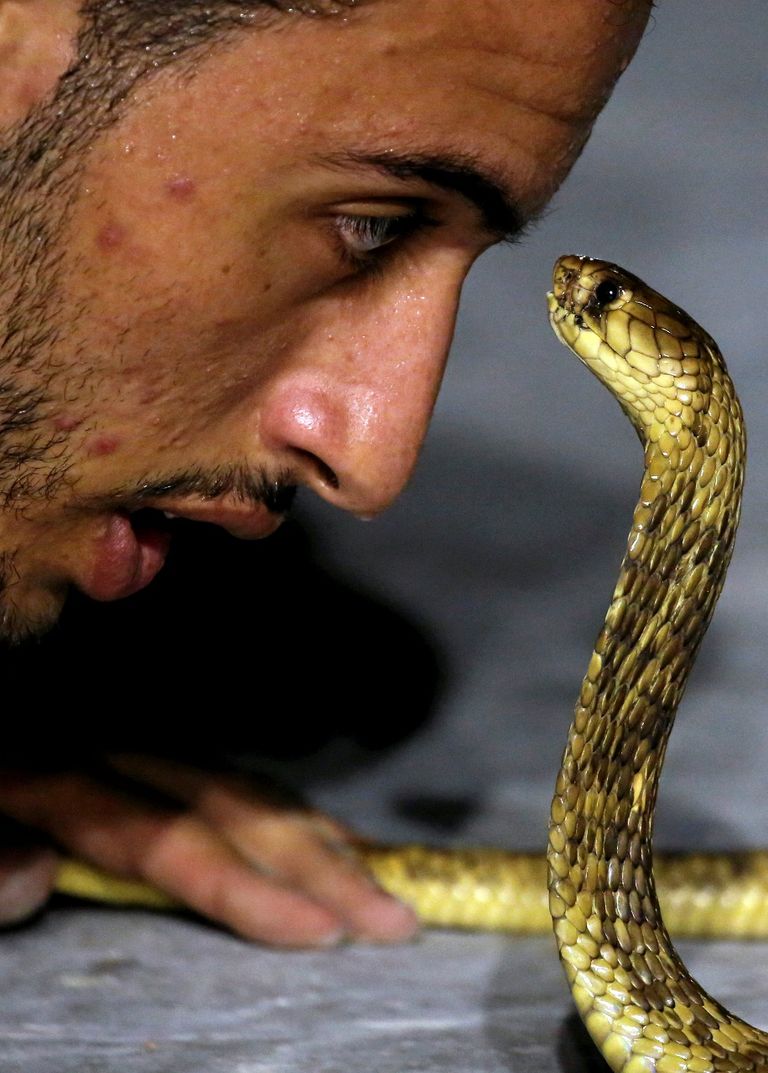 أمير الرفاعي خلال أحد العروض