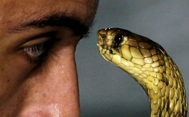 أمير الرفاعي خلال أحد العروض