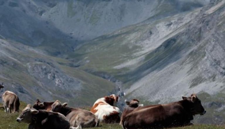 الجيش يتدخل ليروي ظمأ الأبقار في سويسرا