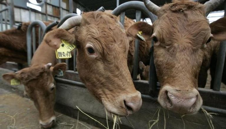 السويد تسمح للأبقار بزيارة الشواطئ لمقاومة الحر
