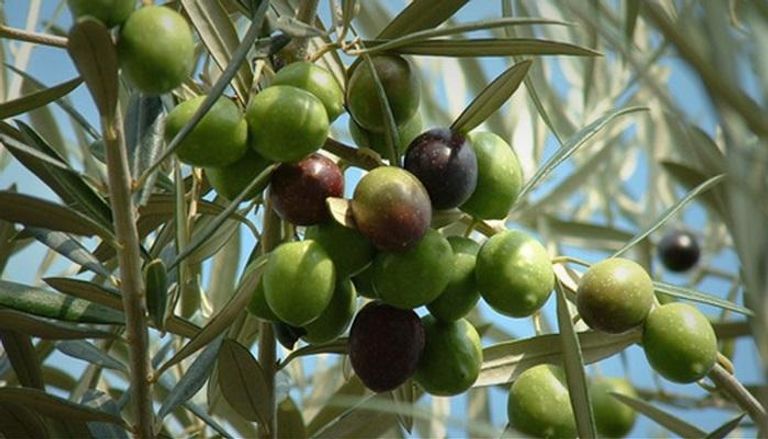 مصري يبتكر آلة توفر 86% من تكلفة حصاد الزيتون