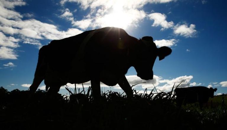 فرنسا توقف تصدير الأبقار لإيران - بلومبرج
