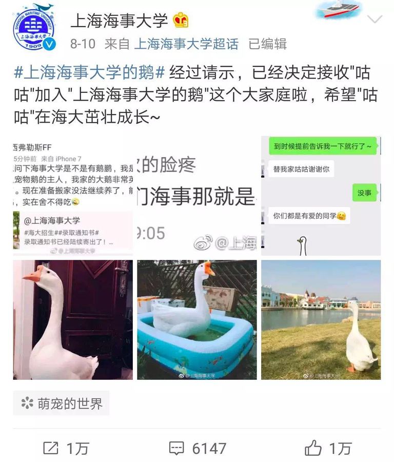 "إوزة" تلتحق بجامعة صينية