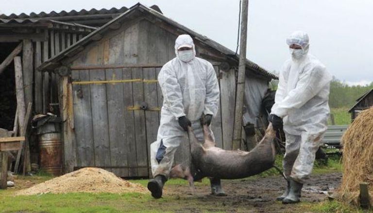 المسؤولين أعدموا 8116 خنزيرا بعد تفشي حمى الخنازير الأفريقية 