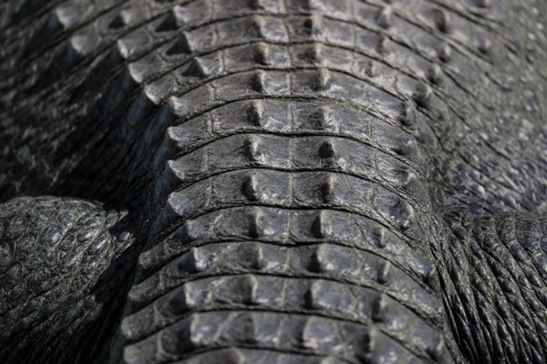 مويا أكبر تمساح أسير يتخطى الـ80 من العمر