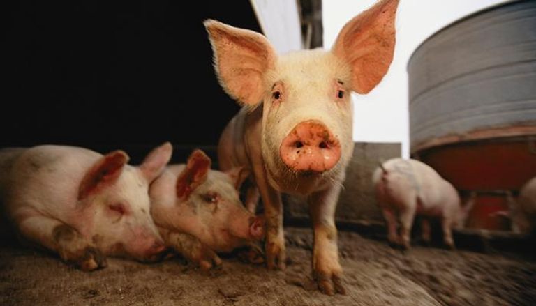 الصين تكتشف ثاني حالة تفش لحمى الخنازير الأفريقية 