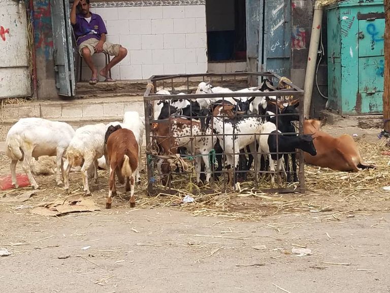 أضاحي العيد