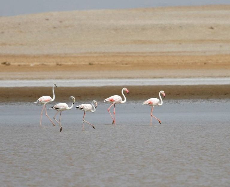 المحميات السودانية.. موطن لأكثر الحيوانات البحرية تنوعا في العالم