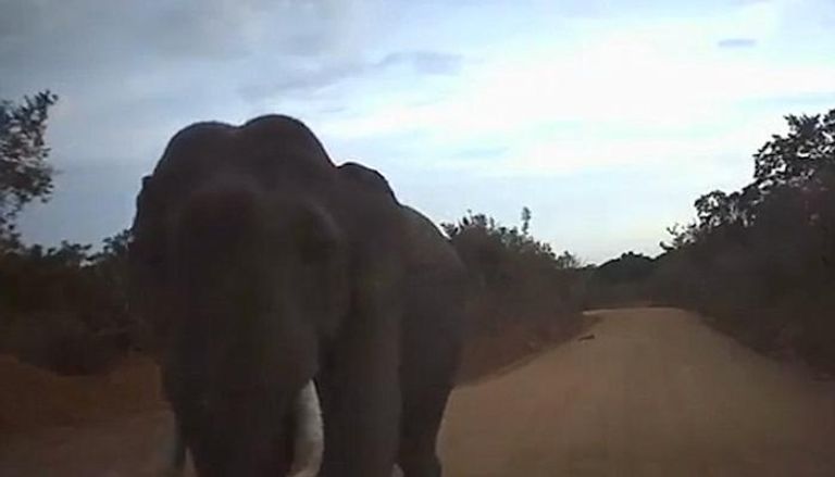 فيل يهاجم سيارة في سريلانكا