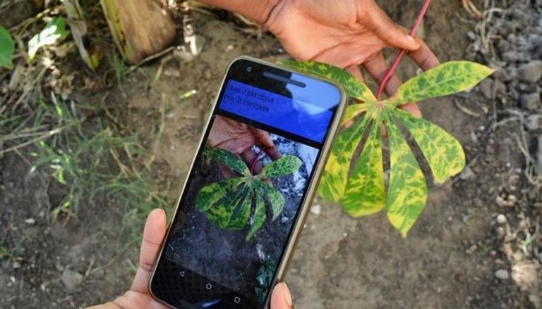  تطبيق على الهاتف يساعد المزارعين على اكتشاف الآفات الضارة