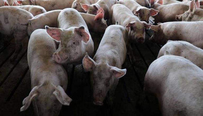 تفشي حمى الخنازير الأفريقية في رومانيا