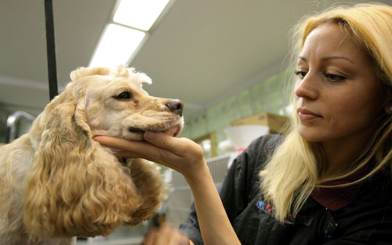 دليل إلكتروني للمناطق المسموح بها اصطحاب حيوانات أليفة بإسبانيا
